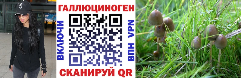 Галлюциногенные грибы Psilocybine cubensis  где продают   кракен сайт  shop наркотические препараты  Калачинск 